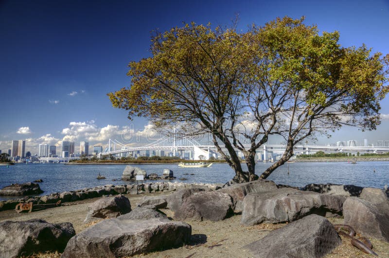 Osamelý strom a kamene v priebehu jesene v Tokyo Bay, Japonsko, s výhľadmi na mrakodrapy a Dúhový most na pozadí počas pekný slnečný deň.