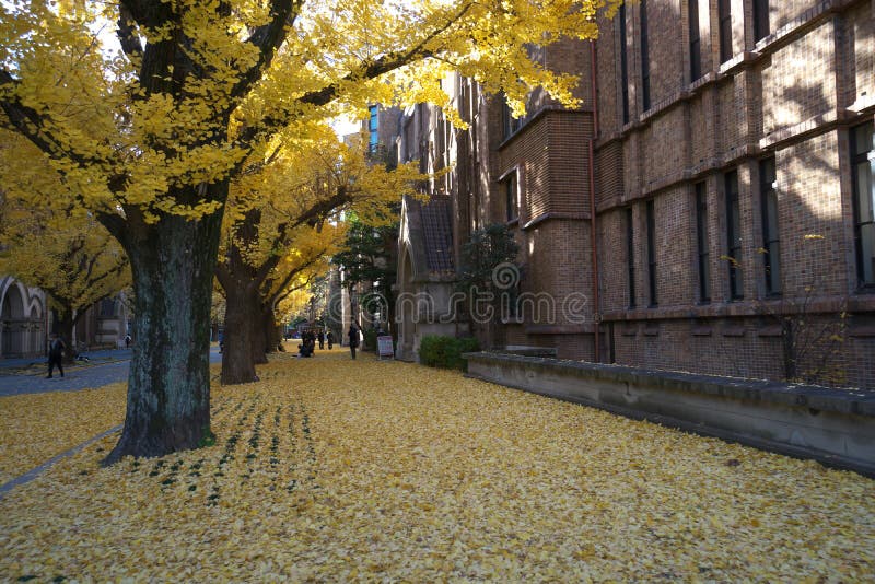 Autumn in Tokyo. The university of Tokyo, Japan.