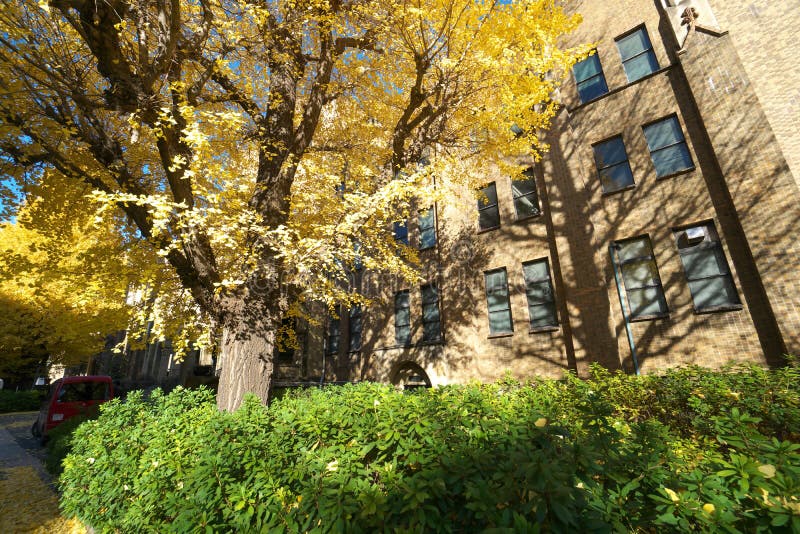 Autumn in Tokyo. The university of Tokyo, Japan.