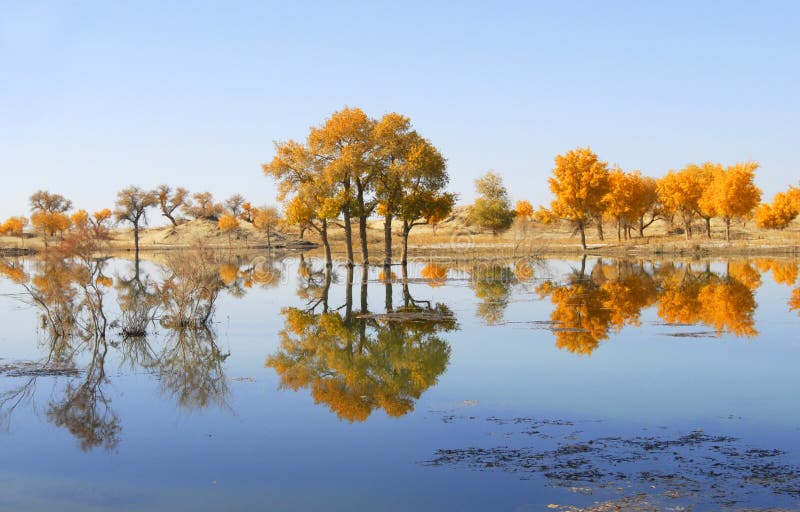 Autumn tree