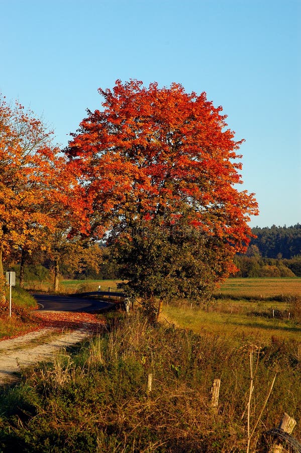 Autumn tree