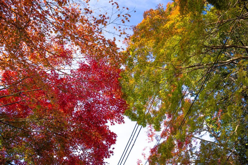 Autumn tree stock photo. Image of background, leaves - 144797614