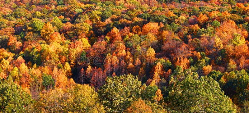 Autumn tree background