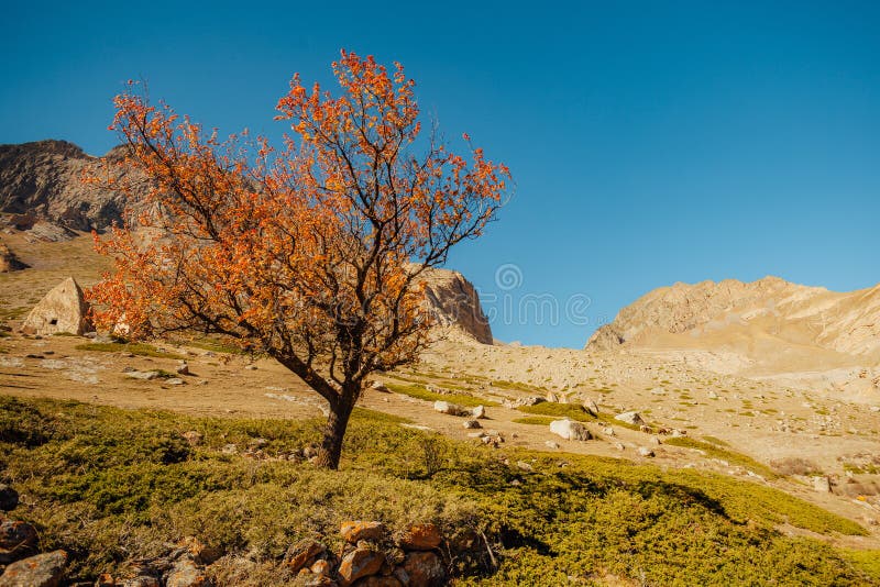 Autumn tree on background of mountain landscape royalty free stock images Autumn tree on background of mountain landscape royalty free stock images
