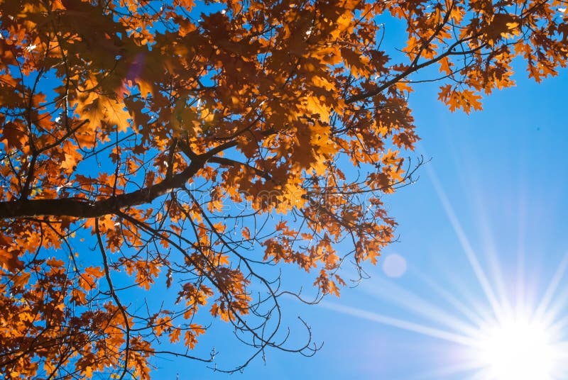 Autumn tree branch stock photo