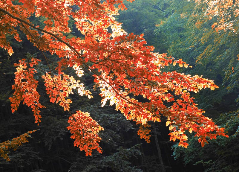 Autumn tree branch