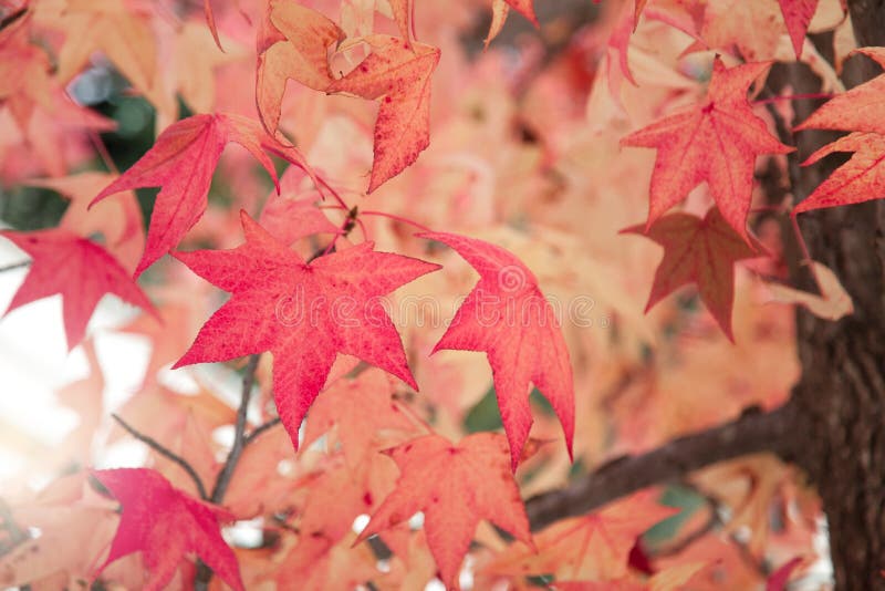 Autumn Tree Branch With Red Orange And Yellow Leaves Japanese Maple