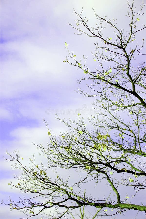 Autumn tree branches