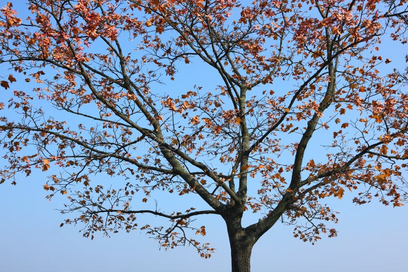 The autumn tree stock photography The autumn tree stock photography