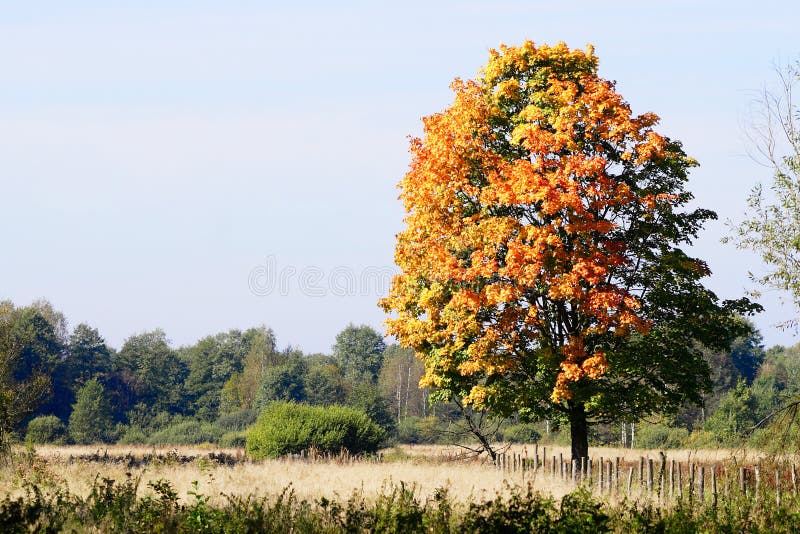 Autumn tree on field