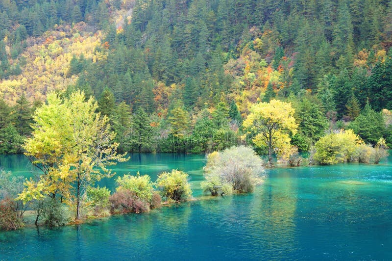 Autumn tree and lake