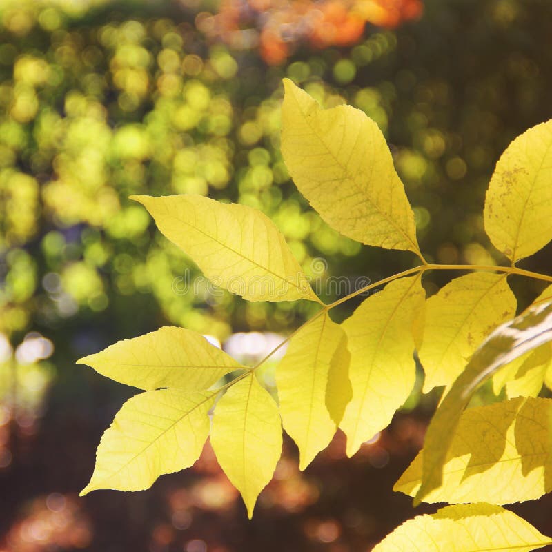 Yellow leaves on a tree. Beautiful autumn royalty free stock photos Yellow leaves on a tree. Beautiful autumn royalty free stock photos