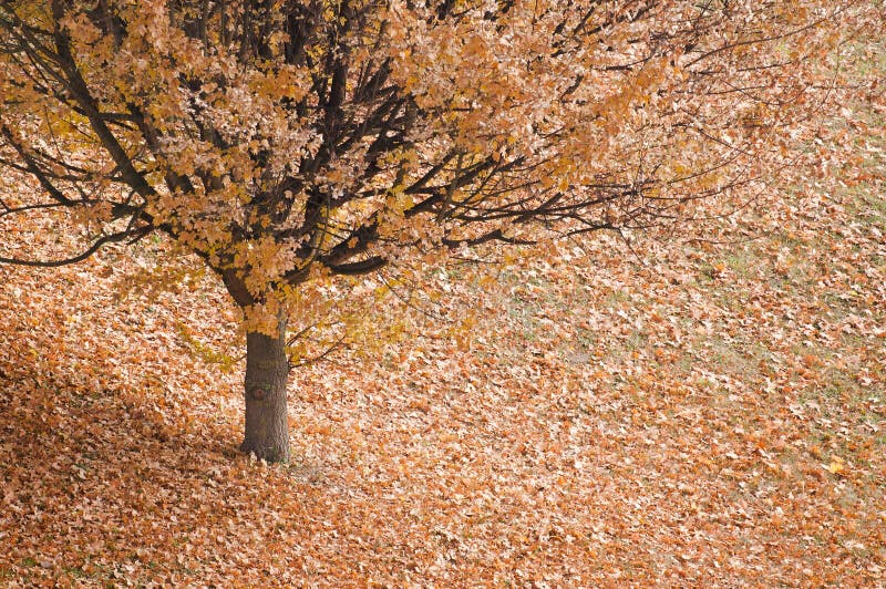 Autumn tree with Leaves Around