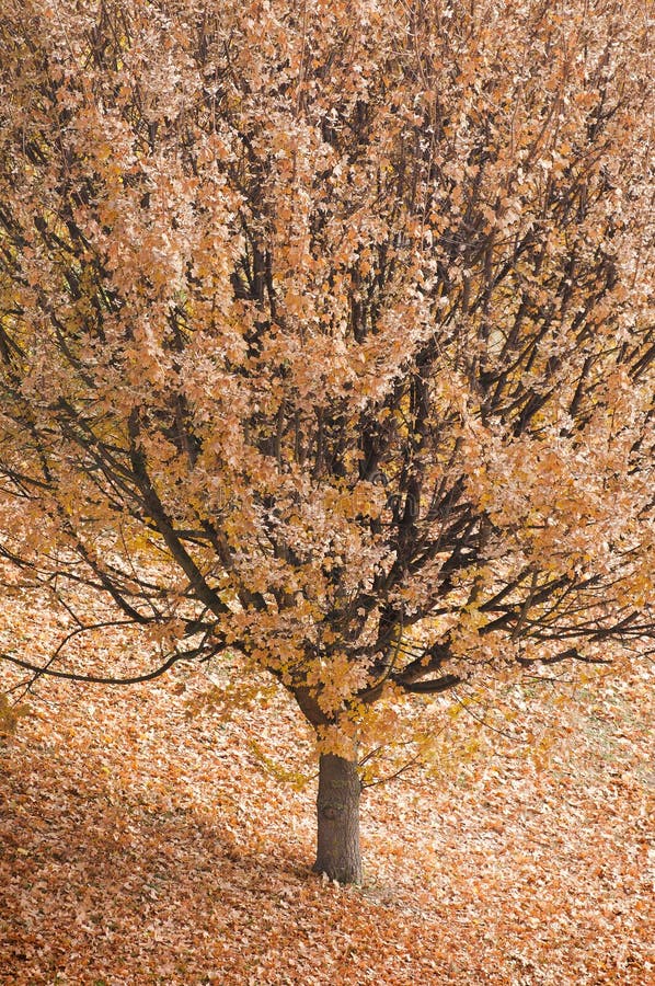 Autumn tree with Leaves Everywhere