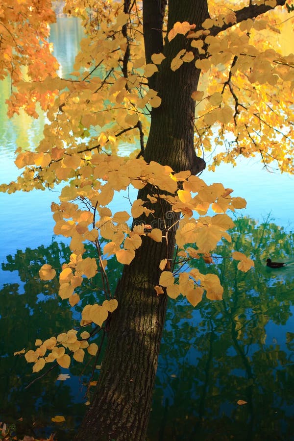 Autumn tree over the water