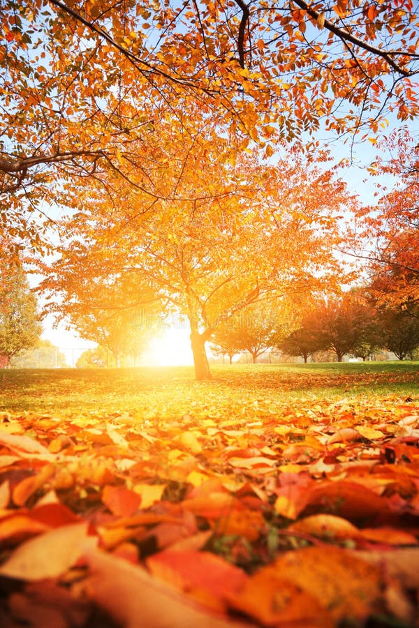 Autumn tree park royalty free stock image Autumn tree park royalty free stock image