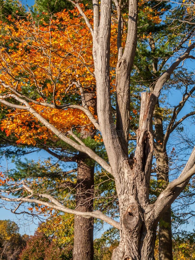 Fall tree trunk, Robertsdale AL