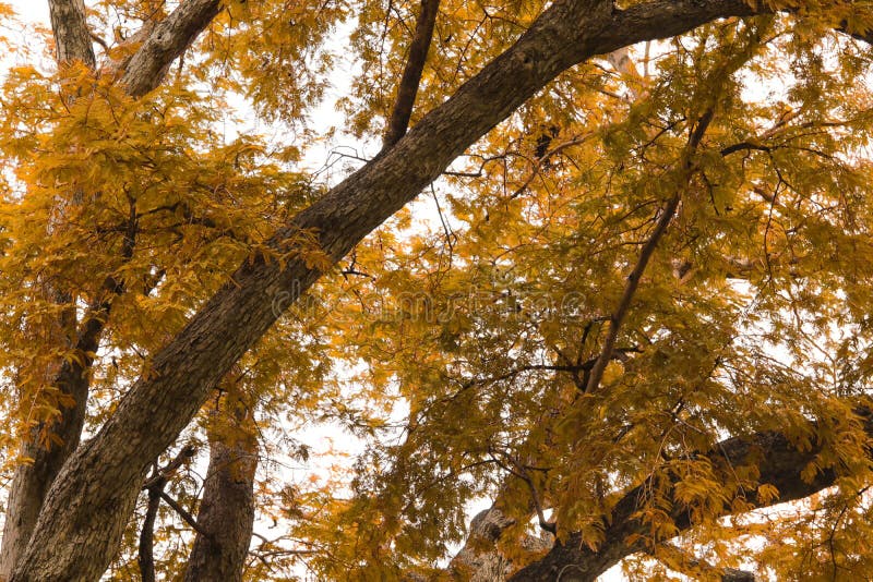 Autumn tree with yellow leaves and branch in public park royalty free stock image Autumn tree with yellow leaves and branch in public park royalty free stock image