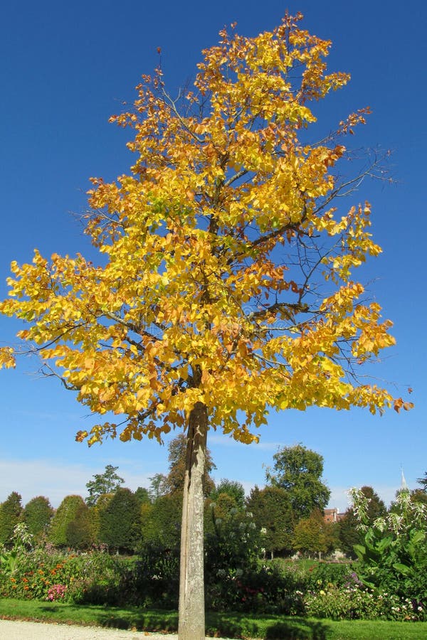 Autumn tree yellow leaves stock photo. Image of autumn - 76933868