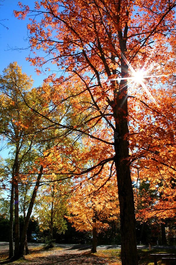 Autumn trees royalty free stock photos