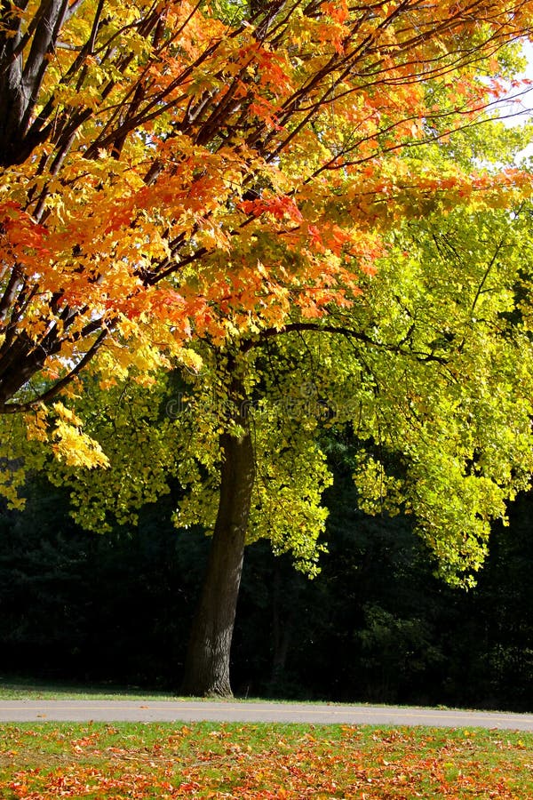 AUTUMN TREES royalty free stock images