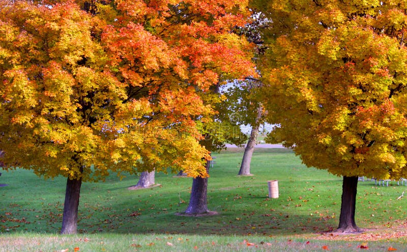 Autumn trees stock image