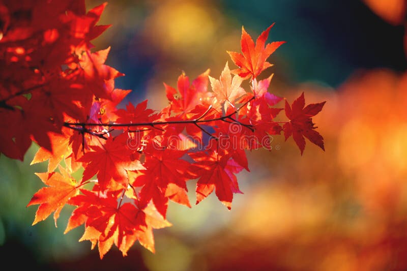 Autumn trees royalty free stock images
