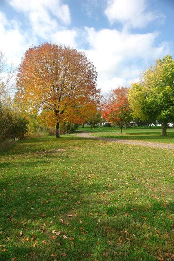 Autumn Trees