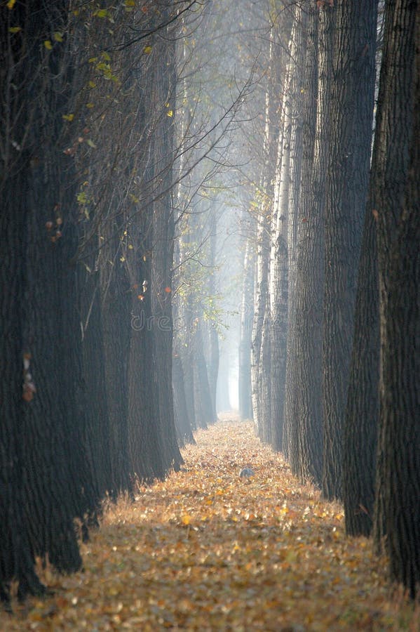 Autumn trees