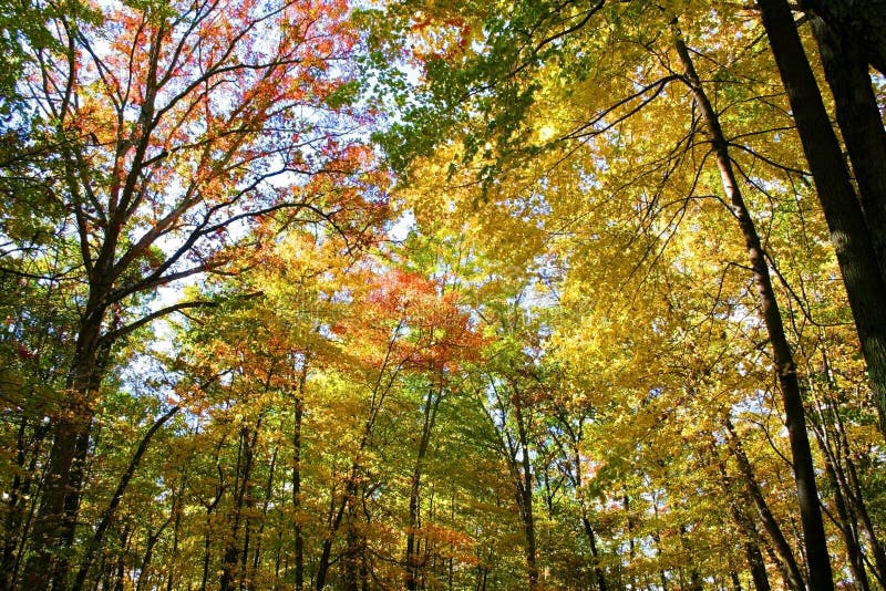 Autumn Trees stock image