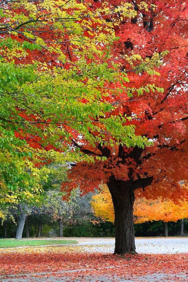 Autumn Trees stock photography