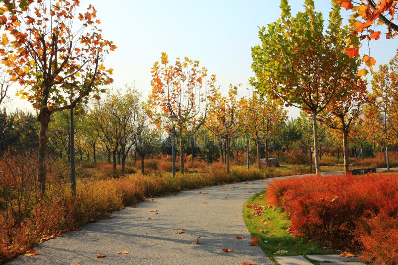 Autumn trees