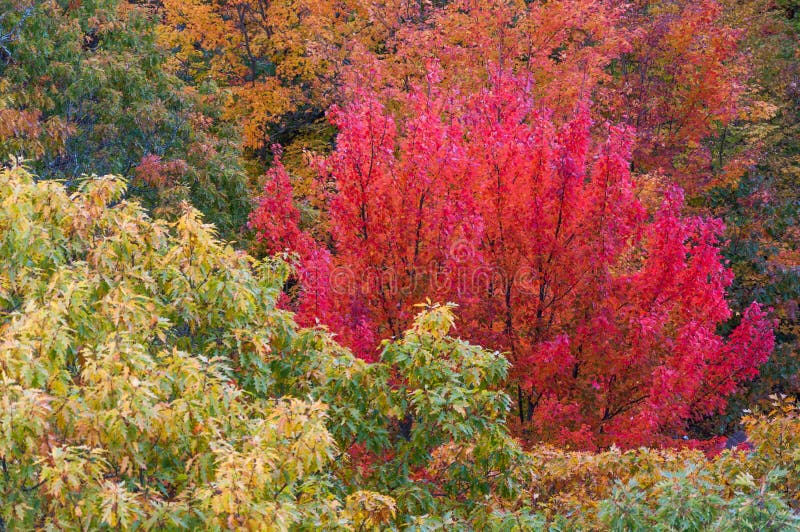 Autumn trees