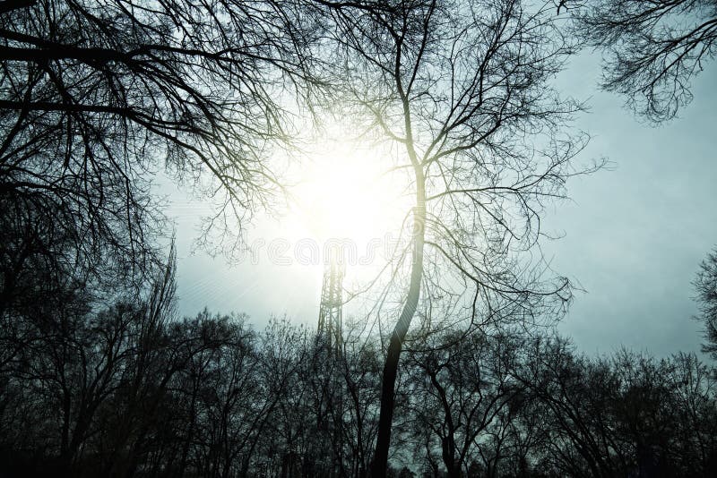 Autumn trees in background of sky and sun