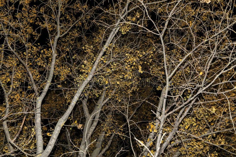Autumn Trees Branches, leaves nature abstract background textureAutumn Trees branches with leaves nature texture background stock photography Autumn Trees Branches, leaves nature abstract background textureAutumn Trees branches with leaves nature texture background stock photography
