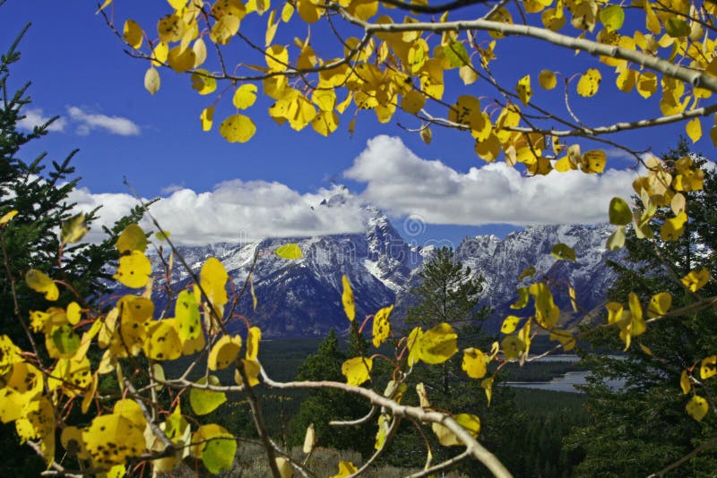 Autumn Trees in front of Mountains