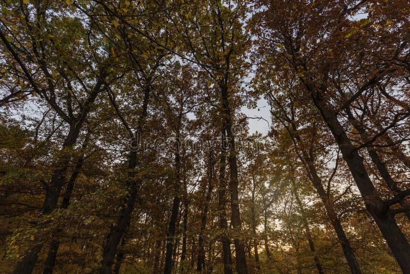 Autumn Trees im Sonnenlicht stockfoto Autumn Trees im Sonnenlicht stockfoto