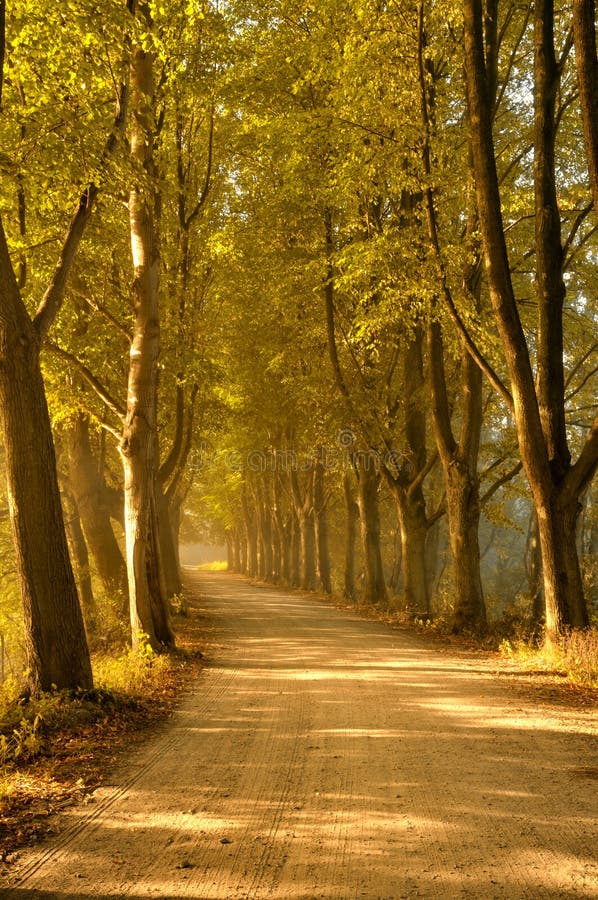 Autumn trees lining road