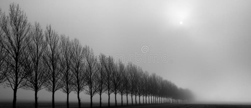 Autumn Trees in the Mist royalty free stock photography Autumn Trees in the Mist royalty free stock photography