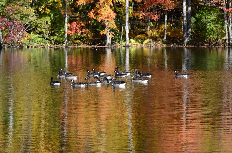 Autumn trees near pond with Canada geese on water reflection