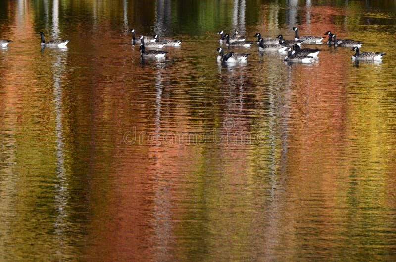 Autumn trees near pond with Canada geese on water reflection