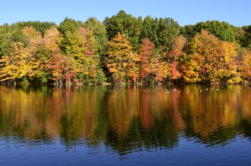 Autumn trees near pond with mallard ducks, Canada geese on water reflection