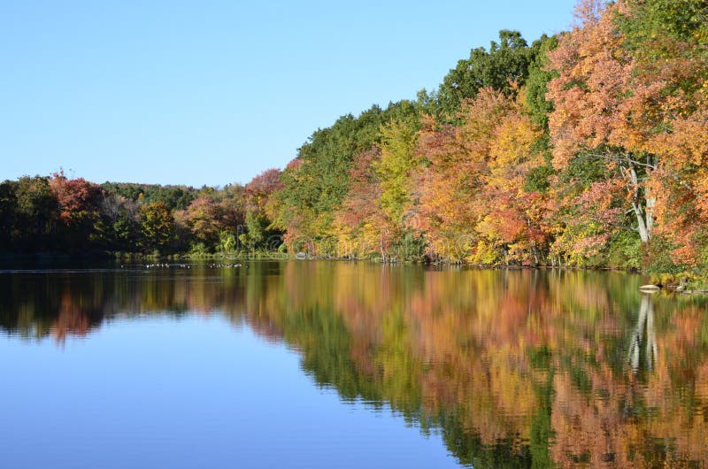 Autumn trees near pond with mallard ducks, Canada geese on water reflection