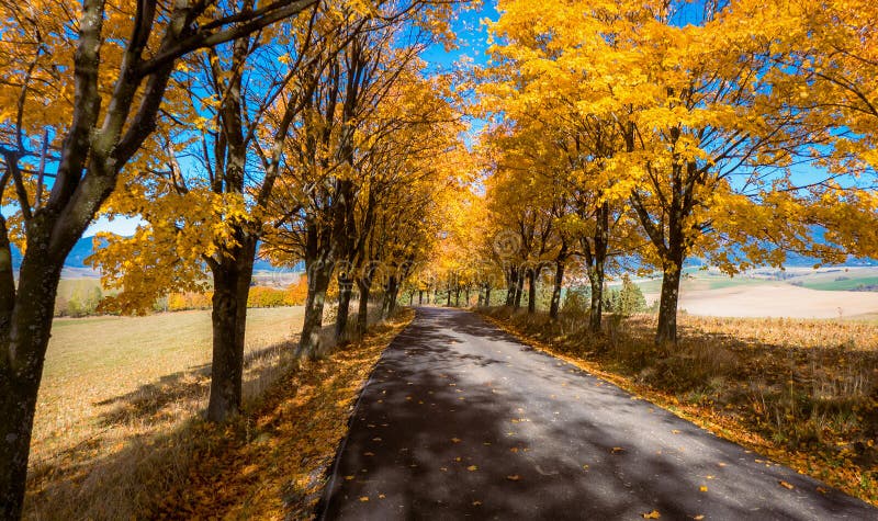 Autumn trees near road