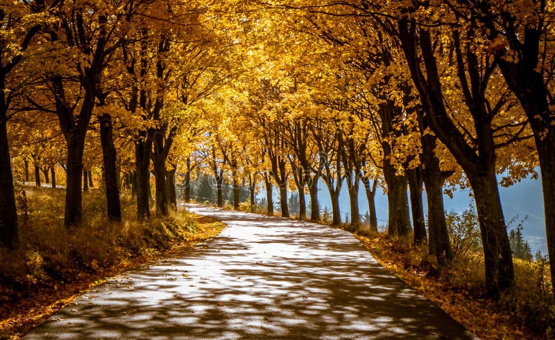 Autumn trees near road