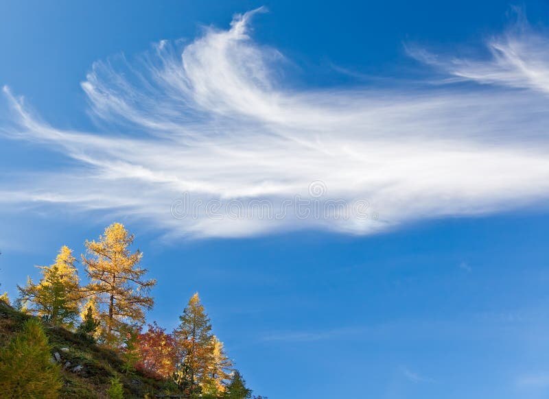 Autumn trees over blue sky