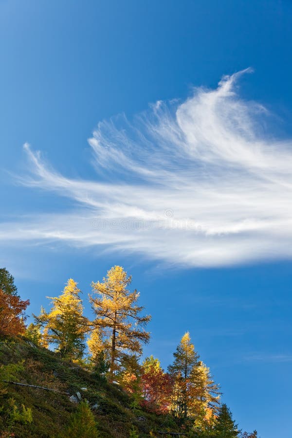 Autumn trees over blue sky