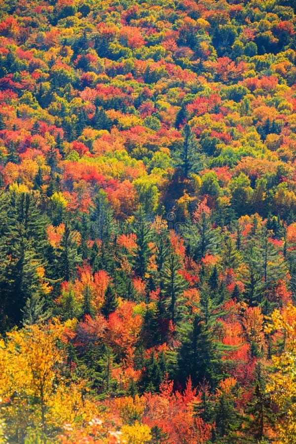 Autumn trees in Rural Vermont stock photo