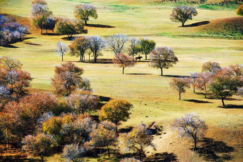 The autumn trees on the steppe