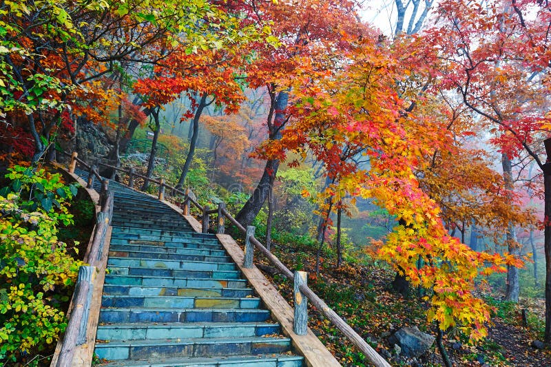 Autumn trees and steps in mist
